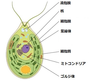 藻類細胞小器官イメージ