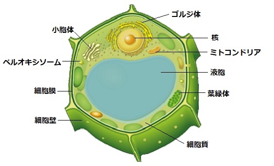 植物細胞小器官イメージ
