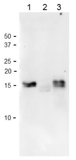抗Fd1（Ferredoxin 1 (Chloroplastic)）抗体を用いたウエスタンブロット像