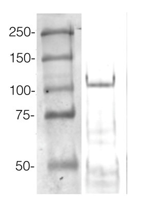 抗Argonaute 4抗体（#AS09-617）を用いたウエスタンブロット解析像