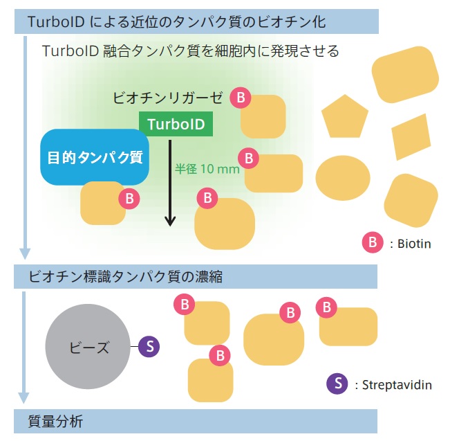 TurboIDを用いた近接依存性標識法の例