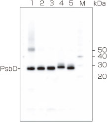 抗PsbD抗体（#AS06-146）の使用例