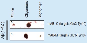 抗Amyloid-βオリゴマー抗体((a):mAB-O(#AS13-2715)、(b)：mAB-M(#AS13-2716))を用いて、等量のAmyloid-β原繊維、オリゴマーおよびモノマーに対してドットブロットを行った。
