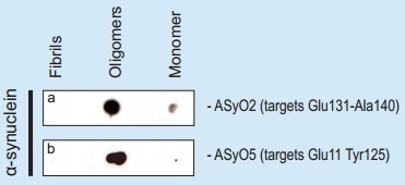 抗α-Synucleinオリゴマー抗体((a):ASyO2(#AS13-2717)、(b)：ASyO5(#AS13-2718))を用いて、等量のα-Synuclein原繊維、オリゴマーおよびモノマーに対してドットブロットを行った。