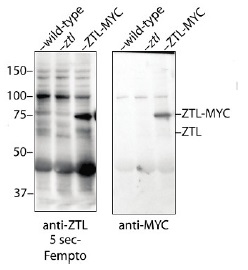 抗ZTL抗体（#AS13-2662）使用例
