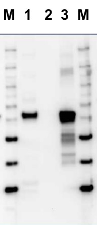抗RbcLⅡ抗体（#AS15-2955）を使用したウエスタンブロット像