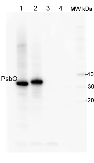 抗PsbO抗体(#AS05-092)を用いたウエスタンブロット像<