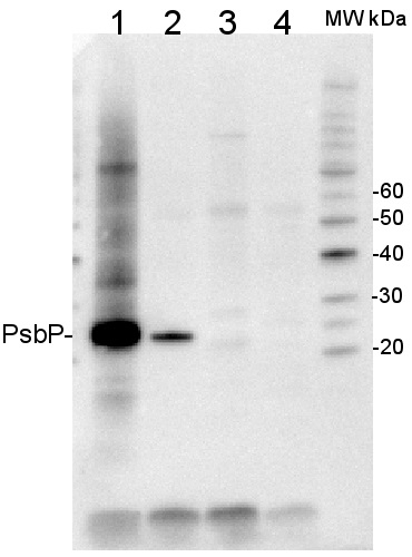 抗PsbP抗体(#AS06-167)を用いたウエスタンブロット像