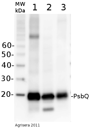抗PsbQ抗体(#AS06-142-16)を用いたウエスタンブロット像