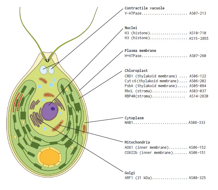 藻類細胞小器官のマーカー抗体