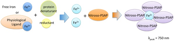 Assay Principle of Nitroso-PSAP method Iron Assay kit LS