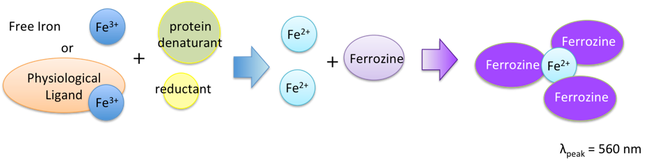 フェロジン法の原理