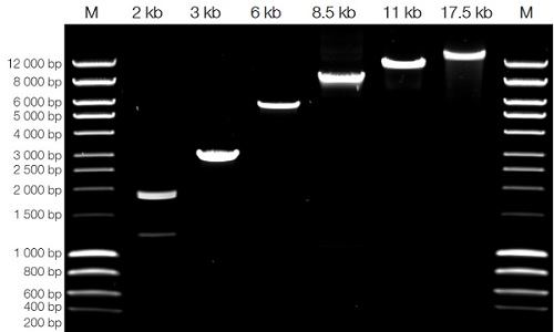 AQ97 High Fidelity DNA Polymeraseを用いて長鎖の鋳型DNAを増幅した結果