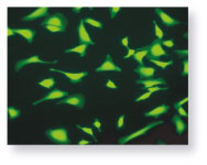 SensoLyte Calcein Cell Viability Assay Kitを使用したHeLa細胞の染色像