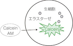 SensoLyte Calcein Cell Viability Assay Kitの測定原理