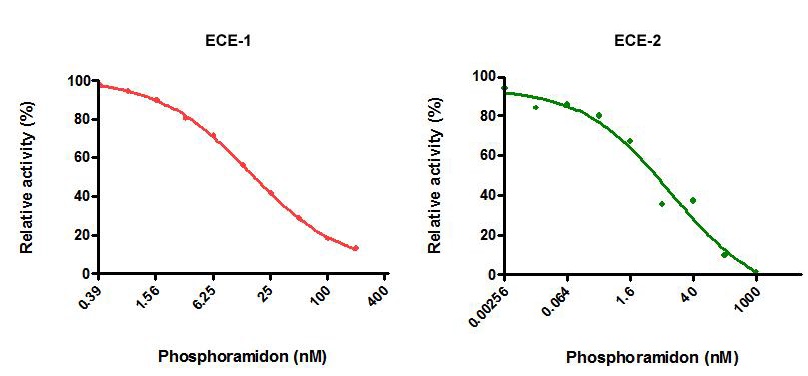 PhosphoramidonによるECE活性の阻害