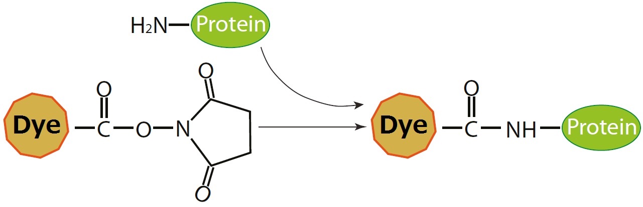 タンパク質・抗体の蛍光・ビオチン標識キット AnaTag Protein