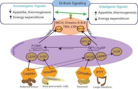 腸管・脳シグナル調節ペプチド類の作用模式図