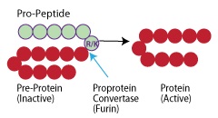 フーリンによるタンパク質前駆体のプロセッシング