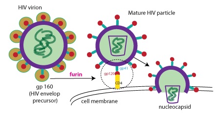 HIV感染模式図