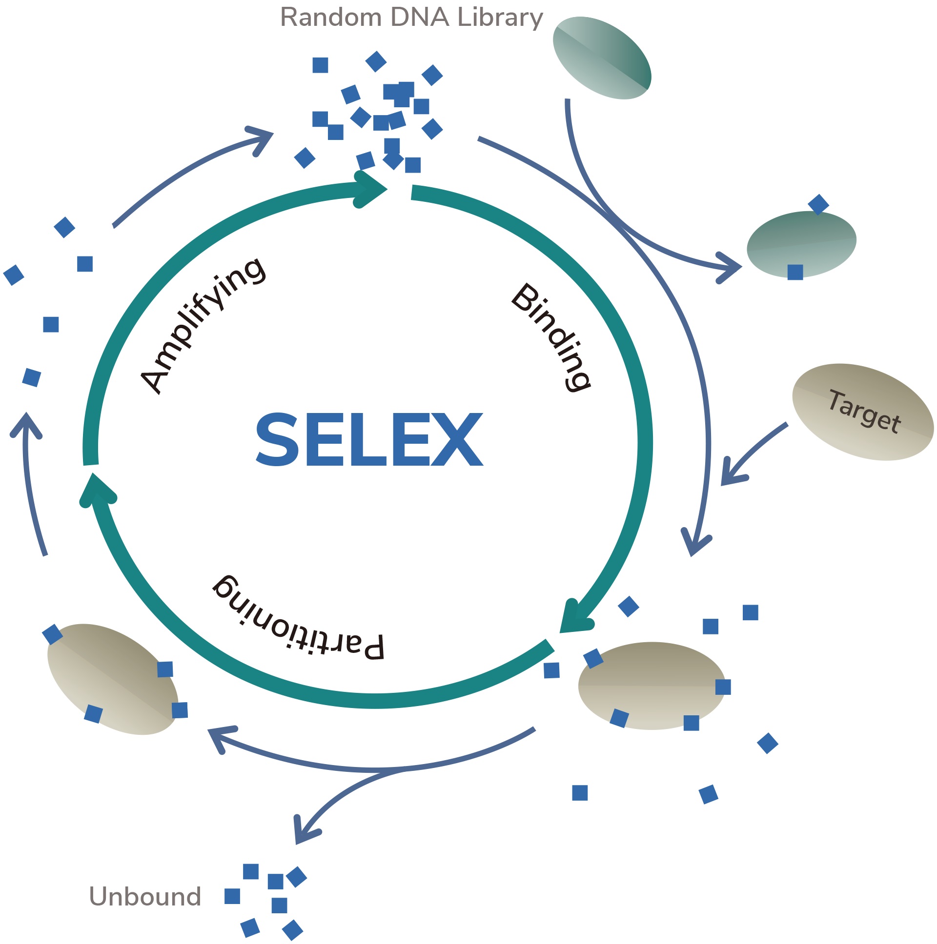 SELEX法のフロー