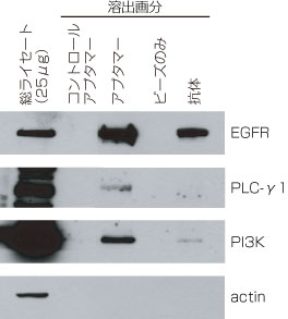 アプタマー(aptamer)を用いたプルダウン法によるタンパク質単離キット Aptoprecipitation Kit