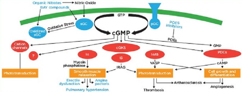 Cyclic GMP (cGMP)シグナル伝達図