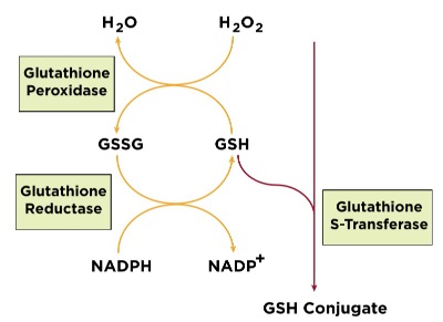 グルタチオン（Glutathione）代謝