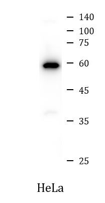 Anti-SLC7A11 / xCT antibody（#ARG57998）を用いたウエスタンブロット像