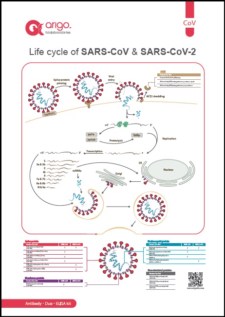 SARS-CoV-2 flyer