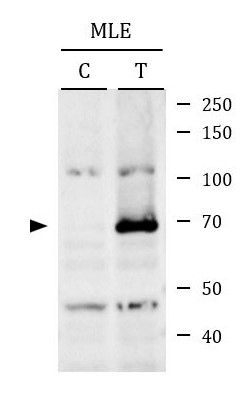 抗リン酸化RIP1（pSer166）抗体（#ARG66476）を用いたウエスタンブロット像