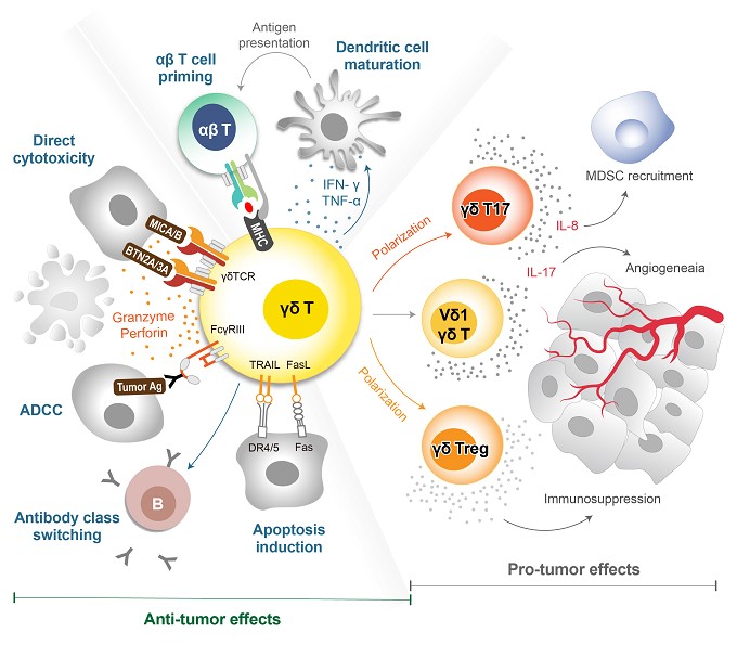 γδ T細胞の機能