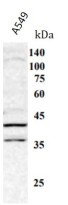 Anti-LIAS antibody（#ARG11165）を用いたウエスタンブロット像