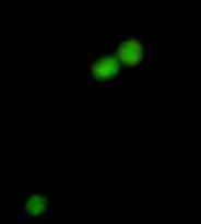 Anti-POLD1 antibody（#ARG43833）を用いた免疫蛍光染色（IC/IF）像