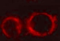 Anti-DLAT antibody（#ARG54096）を用いた免疫蛍光染色（IC/IF）像