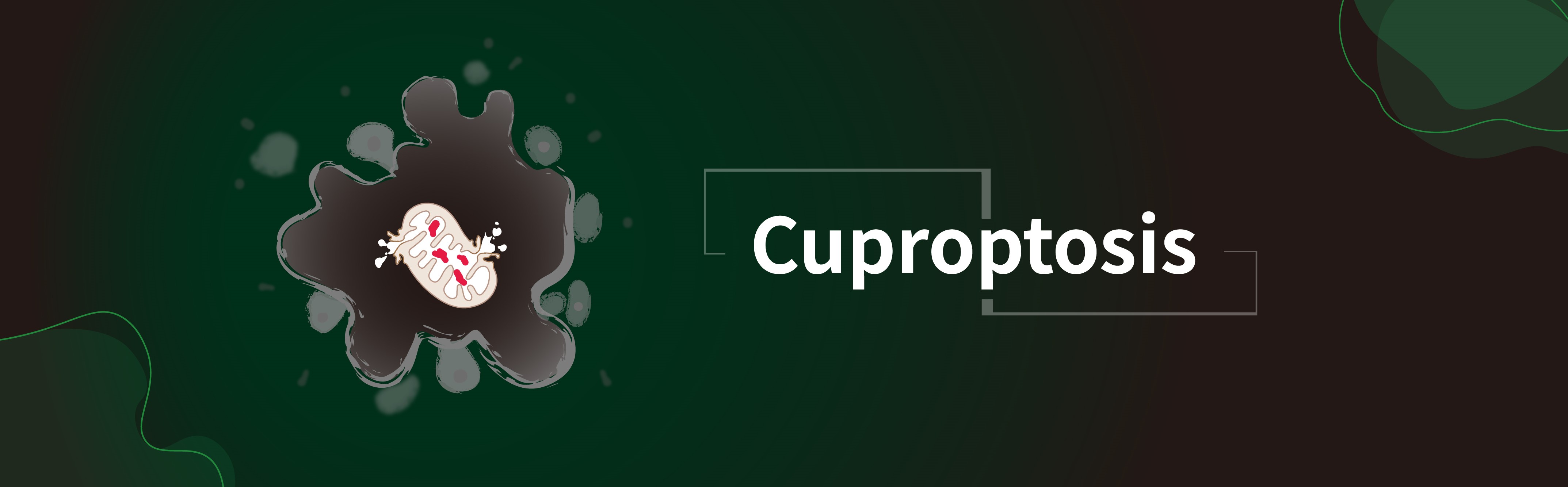 Cuproptosis（キュプロプトーシス）