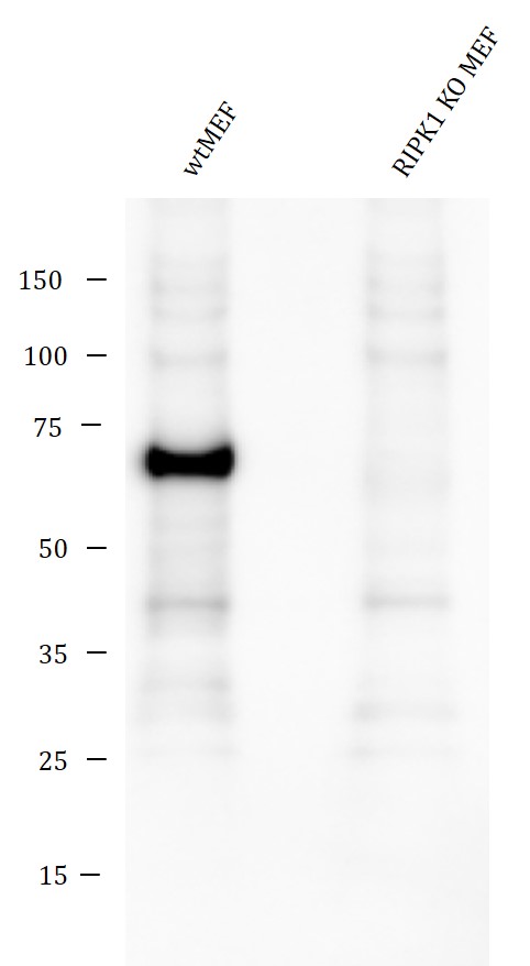 野生型MEFおよびRIPK1ノックアウトMEF細胞ライセートのウエスタンブロット像