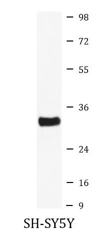 抗NQO1抗体（#ARG43340）を用いたウエスタンブロッティング（WB）像