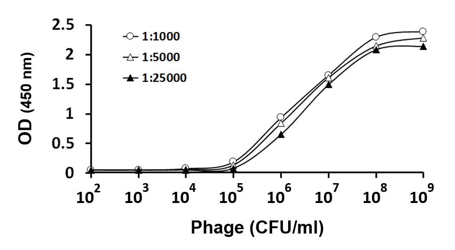 HRP標識 抗M13 g8pマウスモノクローナル抗体（クローン：SQab21250）（#ARG66893）を用いた感度の解析