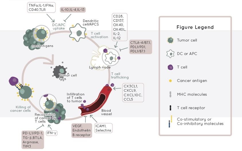 免疫チェックポイント関連因子 Cancer Immunology Antibody & ELISA Kit画像1