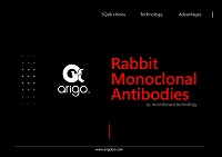 Arigo ウサギモノクローナル組換え抗体