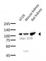 抗LGR5抗体（#ARG55261）Western blot使用例