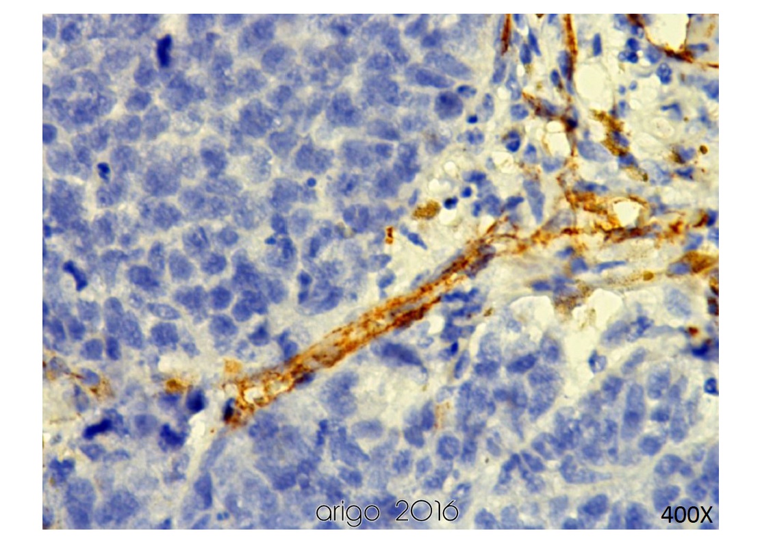anti-CD31 antibody IHC-P image