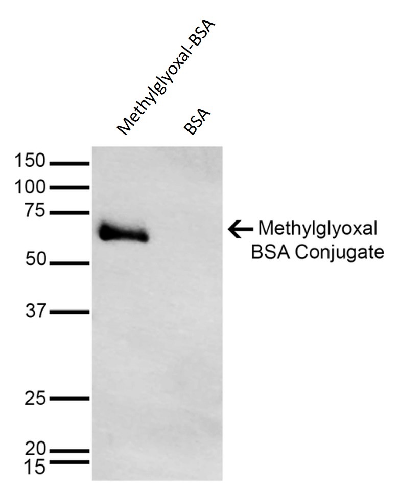 Anti-Methylglyoxal（#ARG22633）のWB像