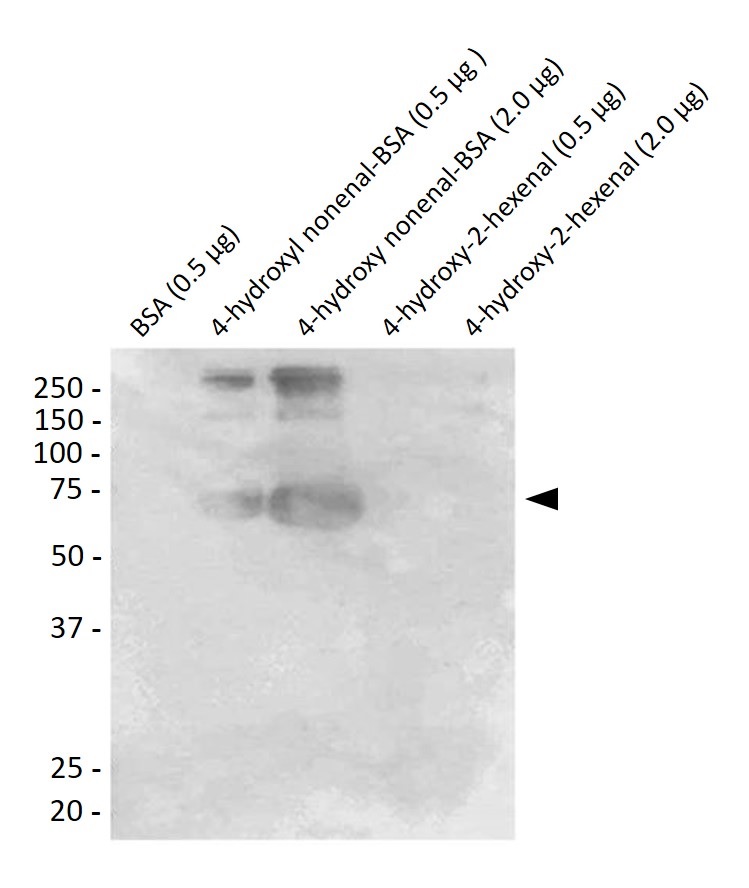 Anti-4 Hydroxynonenal（#ARG23717）のWB像