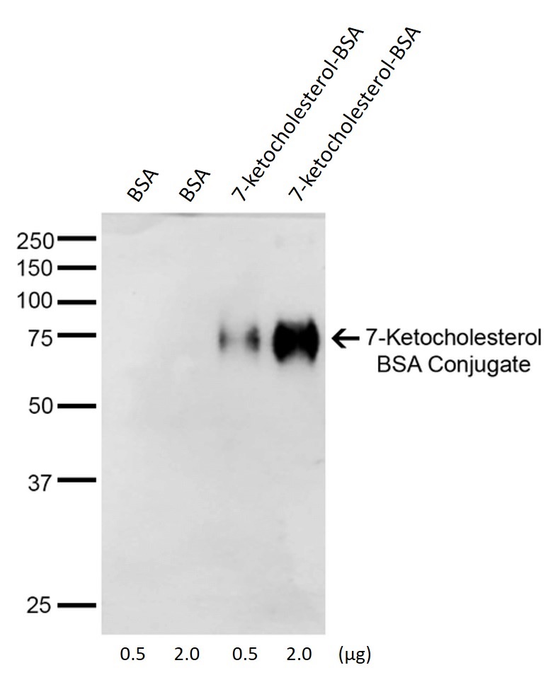 Anti-Ketocholesterol（#ARG22619）のWB像