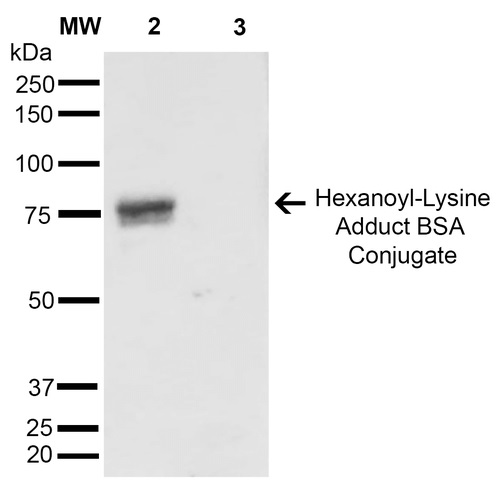 Anti-Hexanoyl-Lysine adduct / HEL（#ARG22630）のWB像