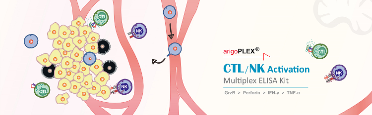 CTLとNK細胞が関与する細胞障害