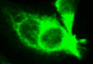 ARG42916を用いたHT-29細胞の免疫蛍光染色像