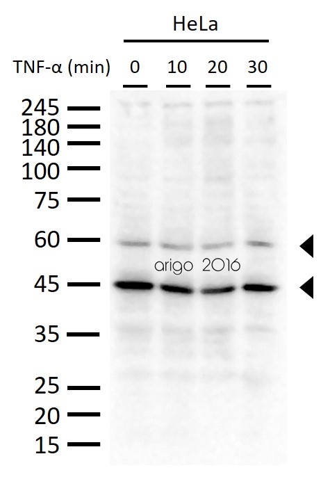 ARG66381を用いた胎盤組織の免疫組織染色